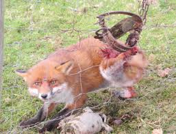 Renard dans piège à mâchoires