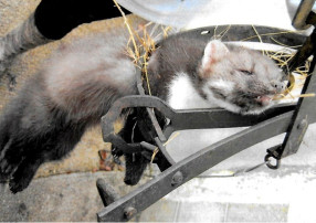 Fouine dans piège à mâchoires